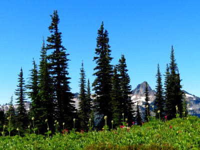 Skyline Trail at Mt. Rainier NP in WA