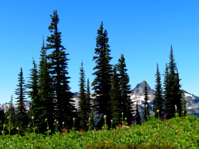 Skyline Trail at Mt. Rainier NP in WA photo