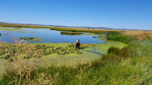 BLM Eagle Lake Field Office Jen Cultural Plant Gathering photo