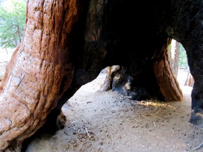 Trail Of 100 Giants at Sequoia NF in CA