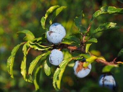 Bush fruit blackthorn