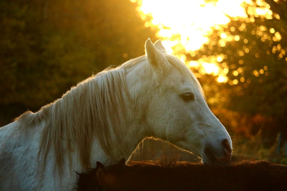 Thoroughbred arabian stallion fall foliage