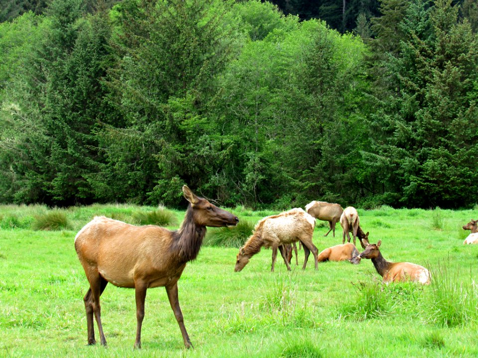 Elk Herd at Prairie Creek Redwoods SP in California