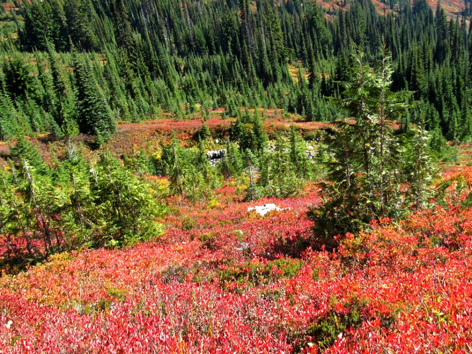 Autumn at Skyline Trail at Mt. Rainier NP in WA