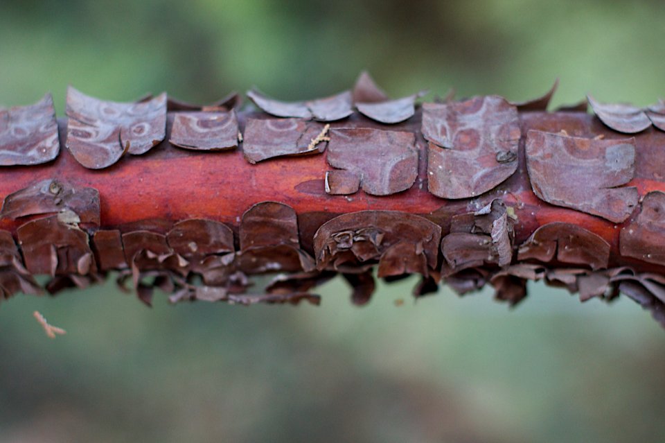 Juinper Peels