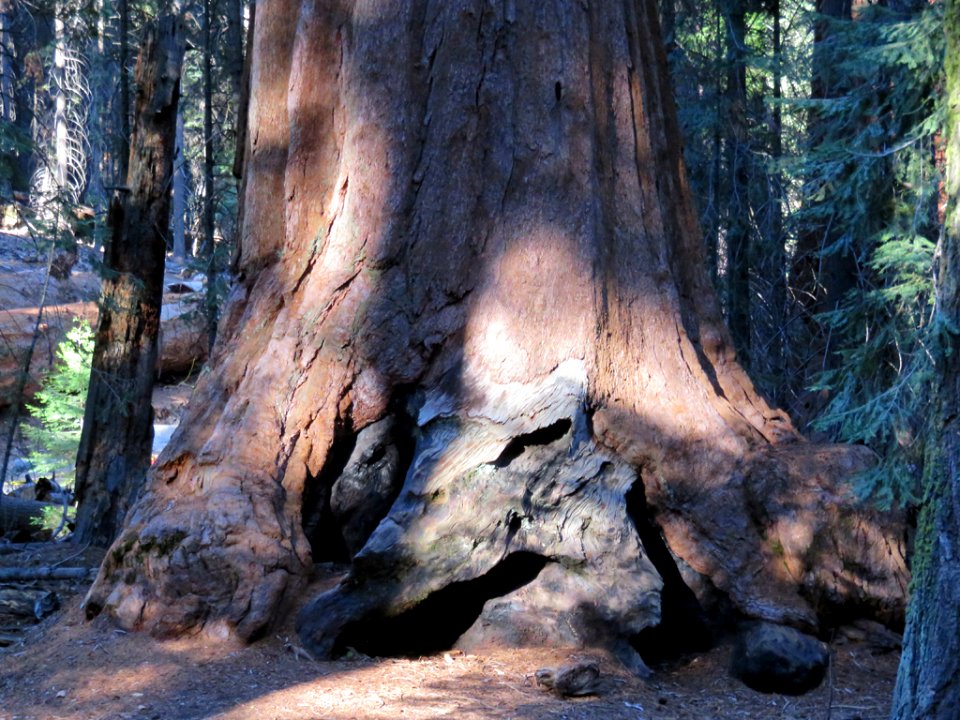 Trail Of 100 Giants at Sequoia NF in CA