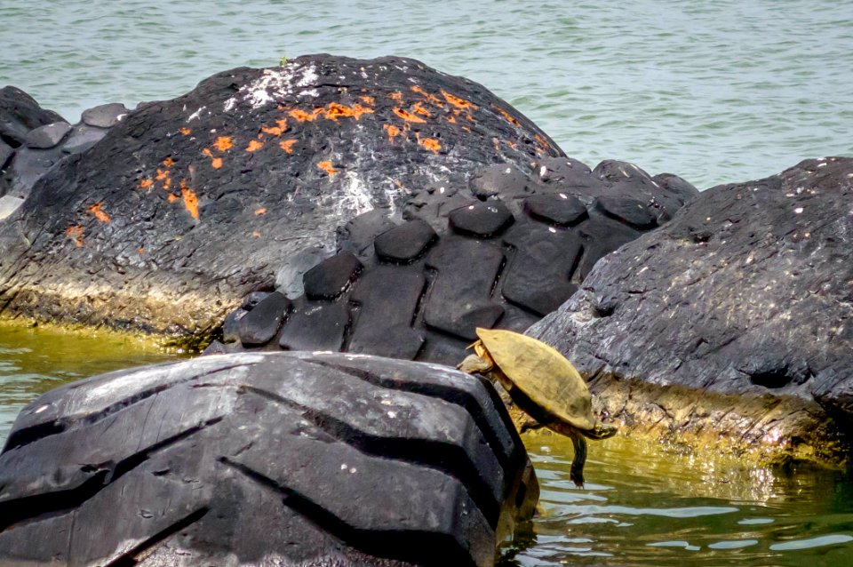 Turtle dives into the water