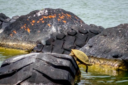 Turtle dives into the water