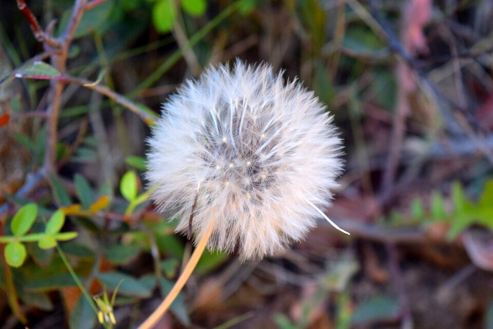 Plant spring nature