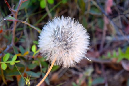 Plant spring nature