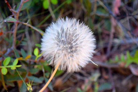 Plant spring nature photo