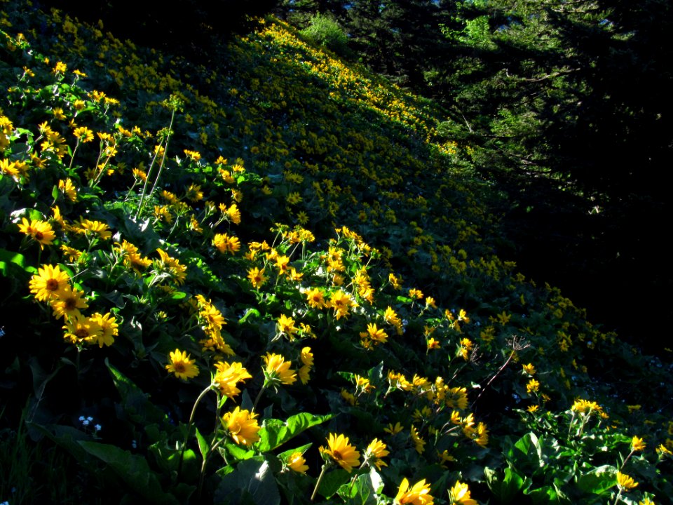 Wildflowers on Dog Mountain Trail in WA