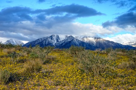 Wildflowers in the BLM Bishop Field Office