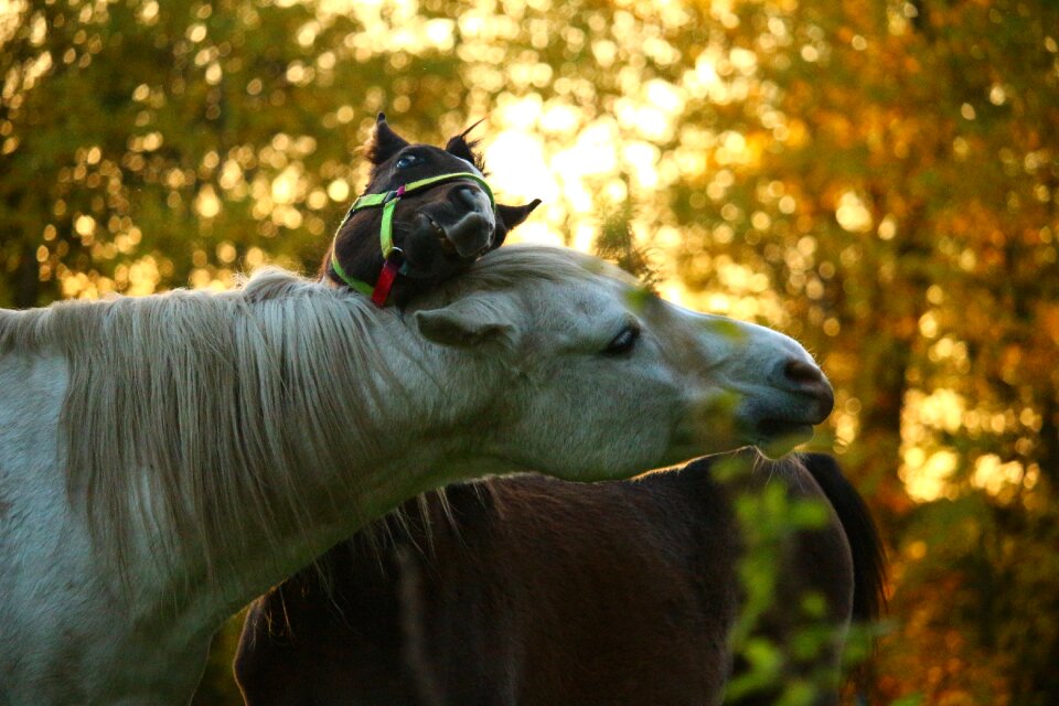 Thoroughbred arabian stallion foal