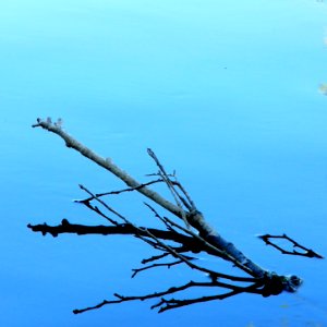 Naturaleza muerta