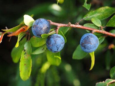 Bush fruit blackthorn