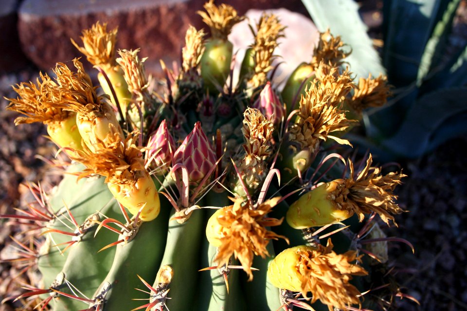 Barrel Cactus Crown