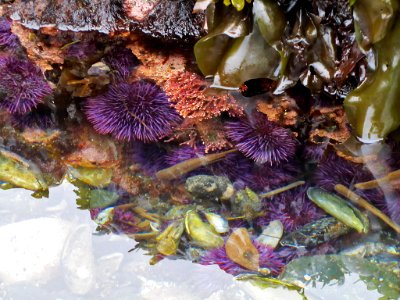 Sea Urchins at Yaquina Head in Newport, Oregon photo