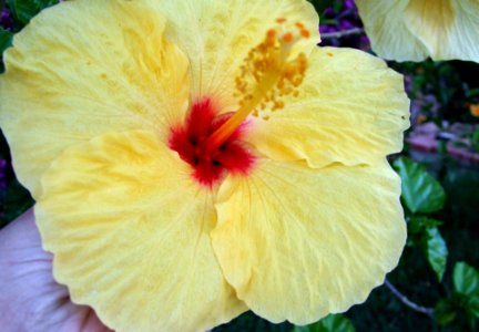 Yellow Hibiscus Flower-Taormina-Sicilia-Italy - Creative Commons by gnuckx