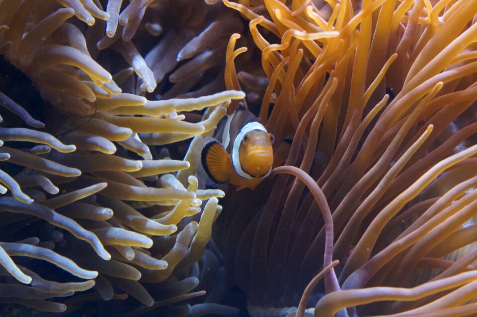 Aquarium sea creature
