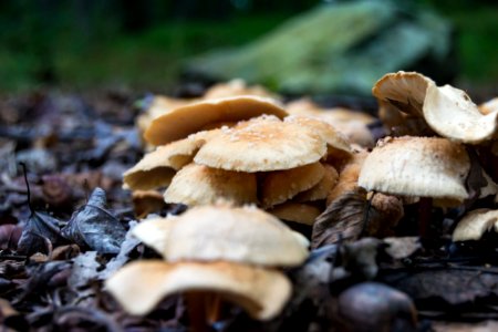 Fungus photo