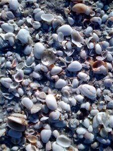 Sanibel Shells photo