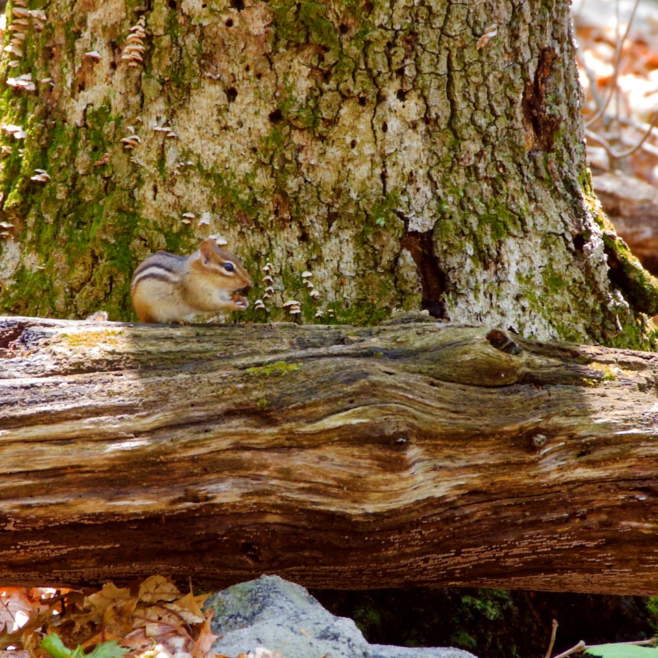 Chipmunk