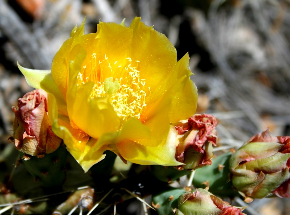 Prickly Pear Blossom