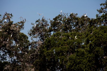 Rookery photo