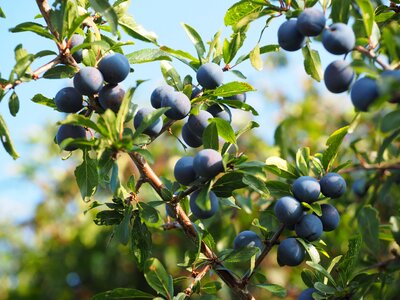 Bush fruit blackthorn