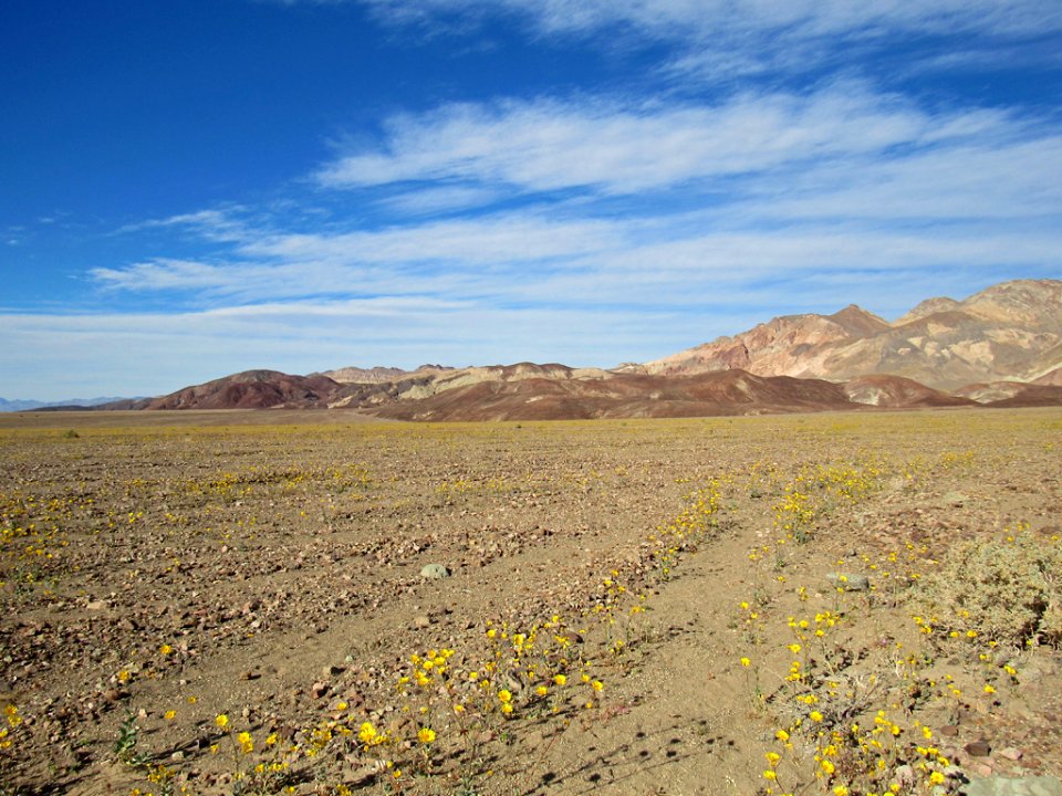 Wildflower Super Bloom at Death Valley NP in CA