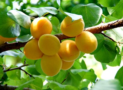 Fruit tree summer