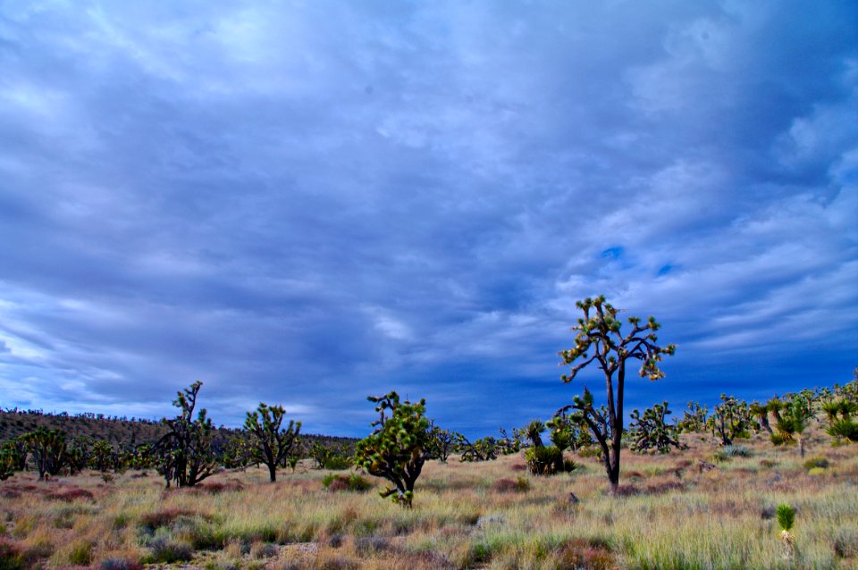 Joshua Trees in Shadow Valley