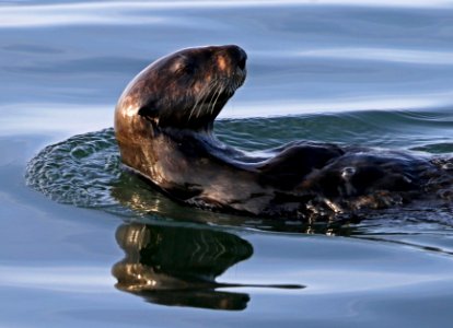 Sea Otter photo