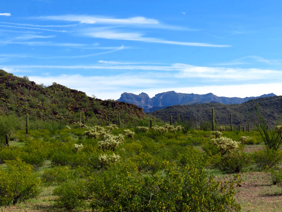 Organ Pipe Cactus NM in AZ