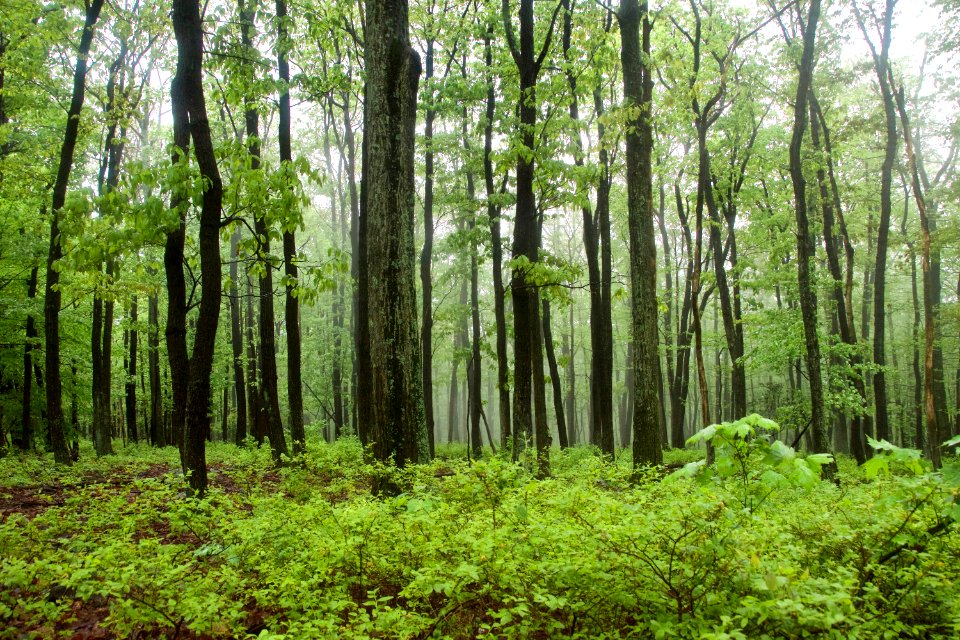 Forest in the Wet