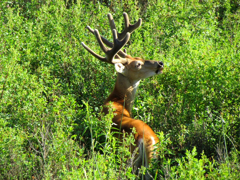 Deer at National Bison Range in MT