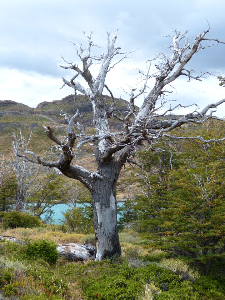 Landscape nature torres del paine