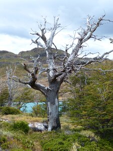 Landscape nature torres del paine photo