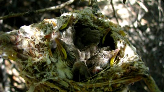 Least Bell's Vireo photo