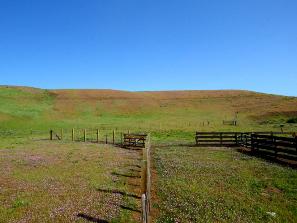 Wildflowers at Dalles Mt. Ranch in WA