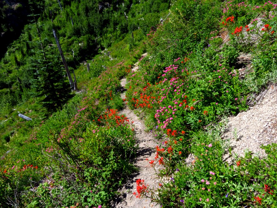 Lakes Trail at Mt. Margaret Backcountry in WA