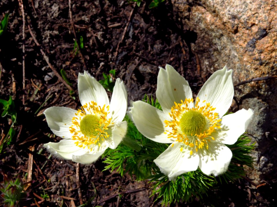 Wildflowers at Mt. Rainier NP in WA