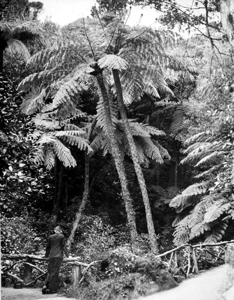 00138-12304; Man leaning on fence overlooking ferns   pungas, Botanic Garden - [1930s]