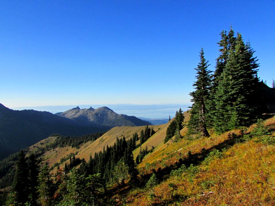 Hurricane Ridge at Olympic NP in WA