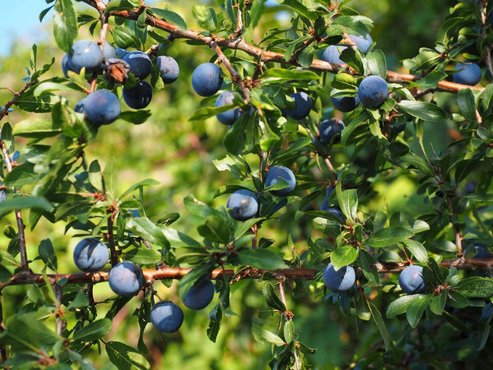 Bush fruit blackthorn