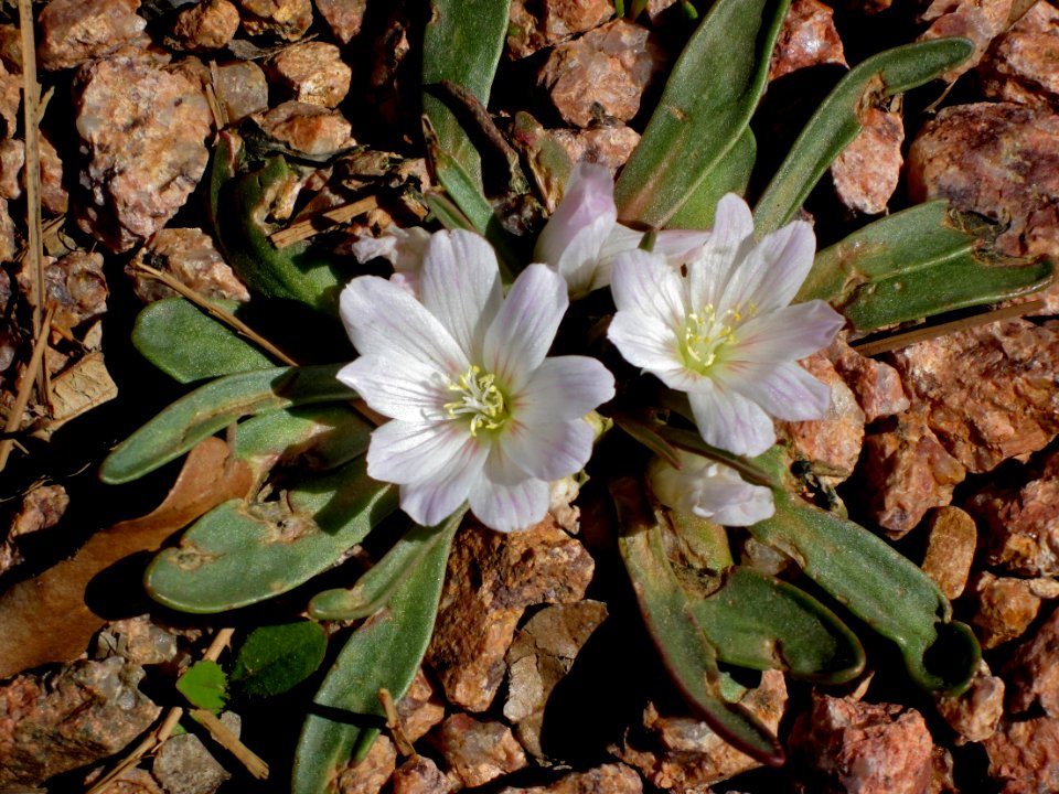 Driveway Flowers