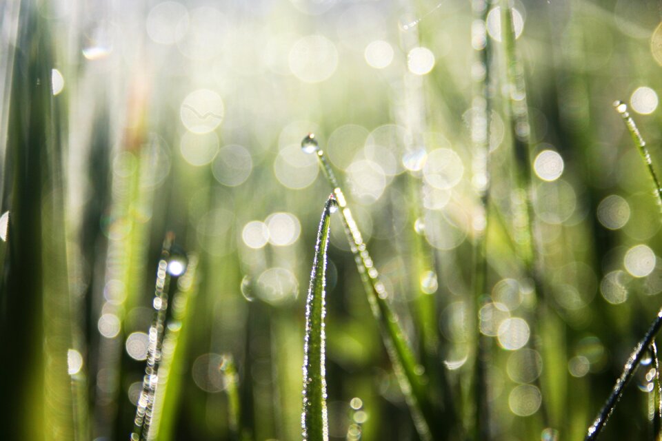 Dew nature green