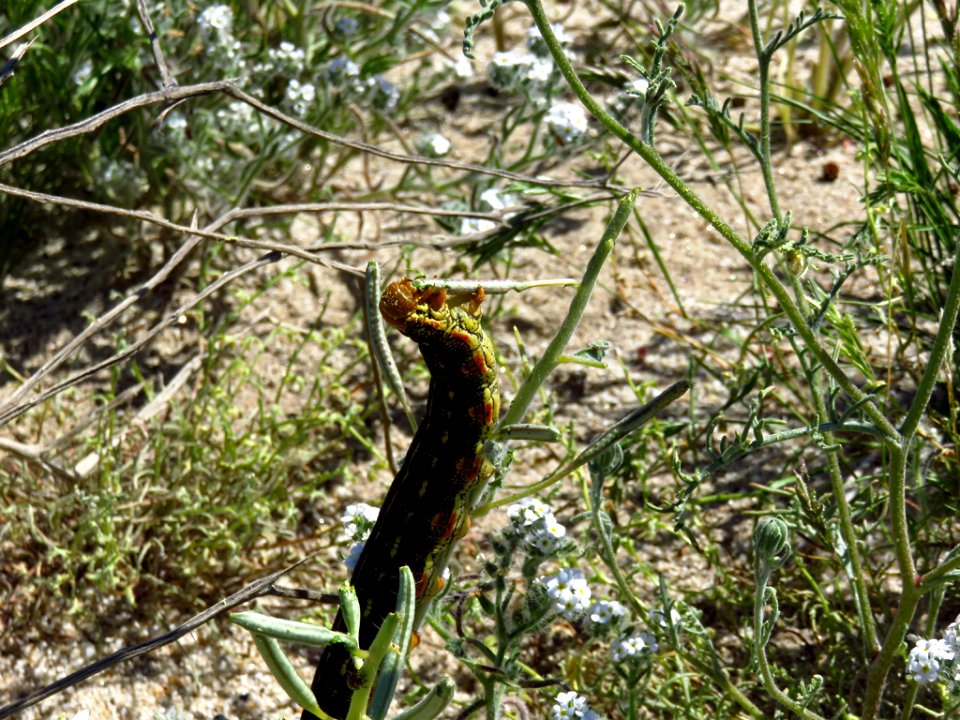 Caterpillar at Anza-Borrego Desert SP in CA