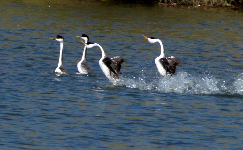 Grebe Water Dance photo